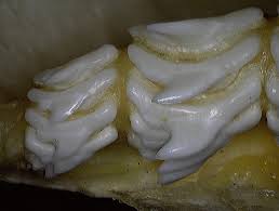 Image result for Alopias superciliosus