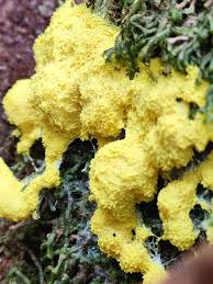 Attēlu rezultāti vaicājumam “Fuligo septica var. rosea”