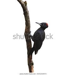 Attēlu rezultāti vaicājumam “Dryocopus martius”