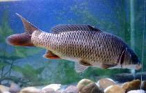Image result for Cyprinus multitaeniatus