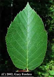 Attēlu rezultāti vaicājumam “Betula alleghaniensis leaf”
