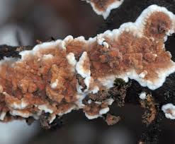 Attēlu rezultāti vaicājumam “Cylindrobasidium evolvens”