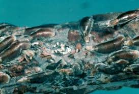 Attēlu rezultāti vaicājumam “Lepidosaphes ulmi imago”