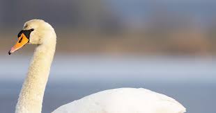 Attēlu rezultāti vaicājumam “Cygnus olor”