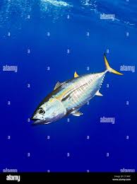 Image result for Thunnus albacares