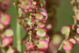 Attēlu rezultāti vaicājumam “Rumex acetosa leaf”