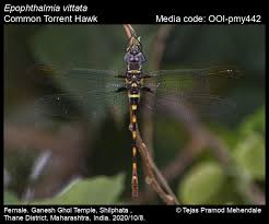 Attēlu rezultāti vaicājumam “Eupteryx vittata”