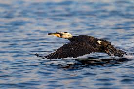 Attēlu rezultāti vaicājumam “Phalacrocorax carbo adult”