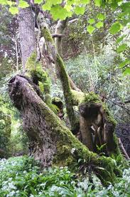 Attēlu rezultāti vaicājumam “Juglans cinerea”