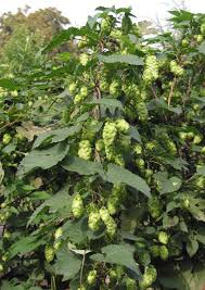 Attēlu rezultāti vaicājumam “Humulus lupulus”