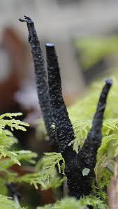 Attēlu rezultāti vaicājumam “Xylaria hypoxylon”