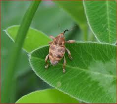Attēlu rezultāti vaicājumam “Curculio venosus”
