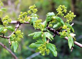 Attēlu rezultāti vaicājumam “Acer campestre flower”