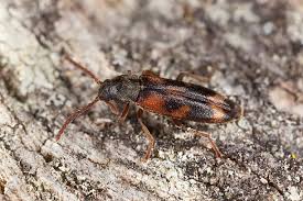 Attēlu rezultāti vaicājumam “Xylita laevigata”