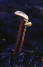 Attēlu rezultāti vaicājumam “Physarum auriscalpium spores”