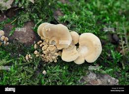 Attēlu rezultāti vaicājumam “Panellus stipticus”