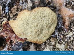 Attēlu rezultāti vaicājumam “Physarum bivalve”