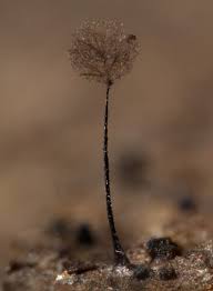 Attēlu rezultāti vaicājumam “Comatricha elegans var. microspora spores”