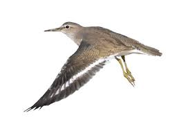 Attēlu rezultāti vaicājumam “Actitis hypoleucos”