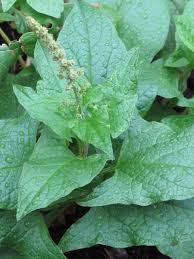 Attēlu rezultāti vaicājumam “Chenopodium bonus-henricus leaf”