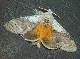 Attēlu rezultāti vaicājumam “Lymantriidae”