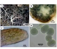 Attēlu rezultāti vaicājumam “Fellhanera subtilis”