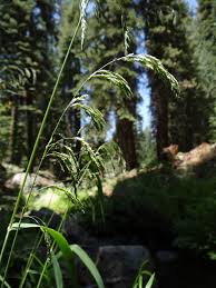 Attēlu rezultāti vaicājumam “Cinna latifolia leaf”