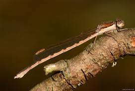 Attēlu rezultāti vaicājumam “Jalla dumosa imago”