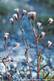 Attēlu rezultāti vaicājumam “Erigeron acris flower”
