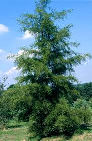 Attēlu rezultāti vaicājumam “Alnus glutinosa”