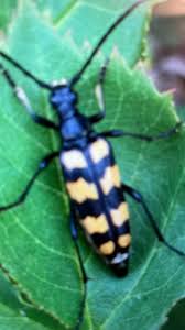 Attēlu rezultāti vaicājumam “Leptura quadrifasciata”