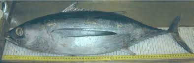 Image result for Thunnus alalunga