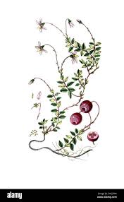 Attēlu rezultāti vaicājumam “Oxycoccus palustris”