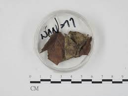 Attēlu rezultāti vaicājumam “Didymium nigripes”