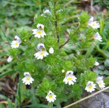 Image result for Euphrasia stricta