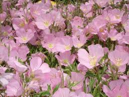 Image result for Oenothera odorata