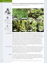 Attēlu rezultāti vaicājumam “Radula complanata”
