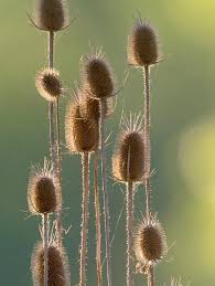 Attēlu rezultāti vaicājumam “Dipsacus fullonum flower”