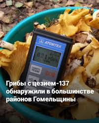 Attēlu rezultāti vaicājumam “Lycogala sphaeroconicum”