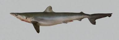 Image result for Rhizoprionodon longurio