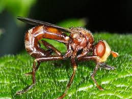 Attēlu rezultāti vaicājumam “Sicus ferrugineus”