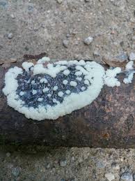 Attēlu rezultāti vaicājumam “Willkommlangea reticulata young”