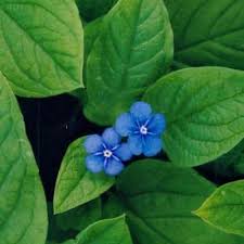 Attēlu rezultāti vaicājumam “Omphalodes verna leaf”