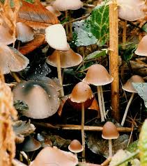 Attēlu rezultāti vaicājumam “Lycogala irregulare young”