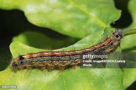 Attēlu rezultāti vaicājumam “Malacosoma neustria”