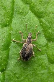 Attēlu rezultāti vaicājumam “Polydrusus tereticollis”