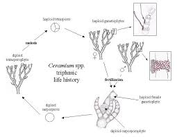 Attēlu rezultāti vaicājumam “Ceramium sp.”