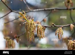 Attēlu rezultāti vaicājumam “Quercus rubra flower”