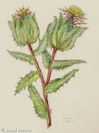 Image result for Cnicus benedictus