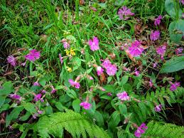 Attēlu rezultāti vaicājumam “Silene dioica leaf”